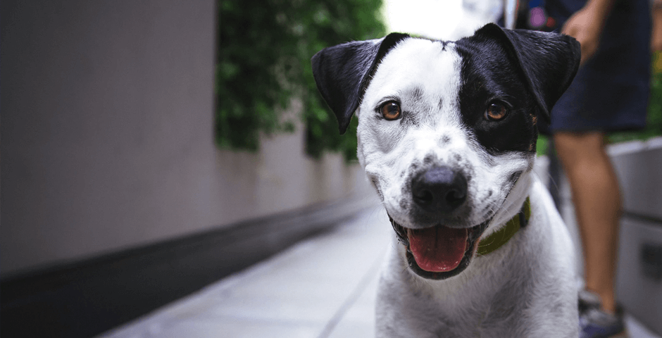 Kleintierpraxis Dr. Anja Brune – Empfangsbereich